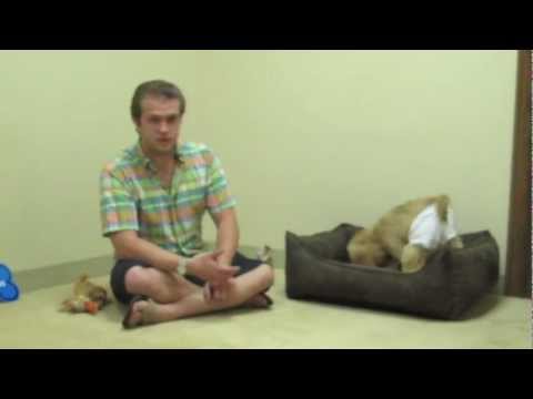 How do i get my dog to stop licking after neuter - Trevor the Pet Guy How do i get my dog to stop licking after neuter - Trevor the Pet Guy