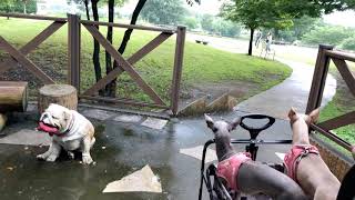 イタグレ\u0026トイプー　Italian Greyhound \u0026 Toy Poodle “DOG PARK IN AKAGI\