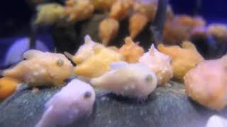 密になっているフウセンウオの赤ちゃんたち！　Eumicrotremus pacificus（Balloon lumpfish） @新江ノ島水族館