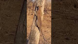 Squirrel vs Leopard  #animalshorts #viralvideo