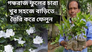 Gardenia Fower Plant Propagation ||Gardenia Flower Bud Drop || গন্ধরাজ ফুল গাছ তৈরি করুন ডাল থেকে ||