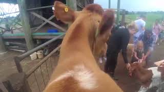 Cow gets very jealous for milk! #cowcam