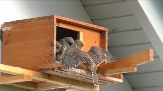 Die Wilden Jungen: Abflug (2021.4/4) Turmfalken - Windsbach Kestrels