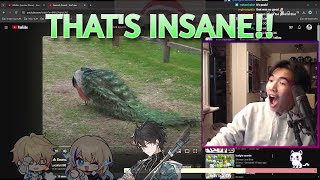 Gepard VA's Incredible Peacock Impression Leaves Dan Heng VA Speechless | With Serval's VA