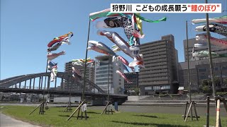 子どもの成長願って　狩野川こいのぼりフェスティバル（静岡県）