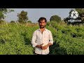 🌶🌶 मिर्ची लागवडीतून मिळवले लाखोंचे उत्पन्न 🌱 chilli शेतकरी farmer