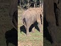 elephant attack in kerala kerala s wild elephant caught on camera thekkady