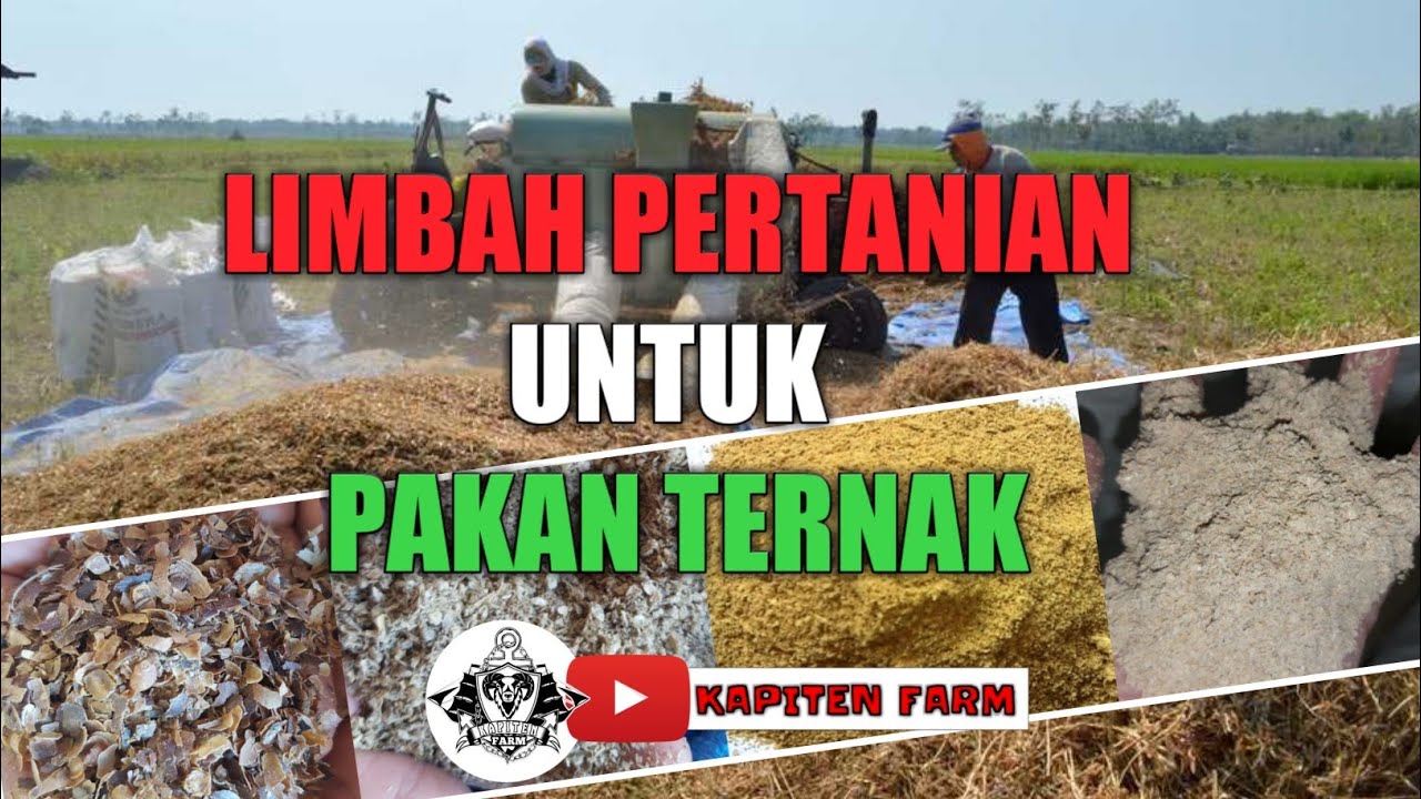 Limbah Pertanian Untuk Pakan Ternak - YouTube