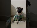 Shinzo on Social Media vs reality🤣#pug #puglife #viral #doglover #dog #cutedog #petlovers