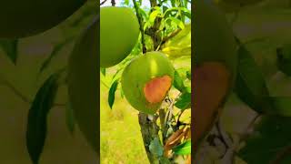 #song #love ## 🥭 mangoes # చిలుక కొట్టిన మామిడి పండు ## 😋😋😋