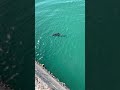 japanese fishing pond. huge fish release scene. shorts