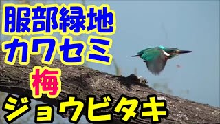 服部緑地（大阪府豊中市）かわせみ　ジョウビタキ　梅