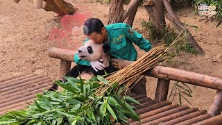 [프린세스와 바오패밀리] 🐼할부지가 뽀뽀해줬어요🩷 러부지의 먹방🌿2024.08.16 🍃 #오승희#강철원#오바오#강바오#루이바오#후이바오#아이바오#러바오#판다월드#에버랜드#후이 뽀뽀