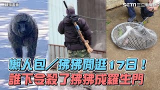 懶人包／狒狒逃向自由閒逛17日　魂斷槍下誰准開槍成羅生門｜三立新聞網 SETN.com