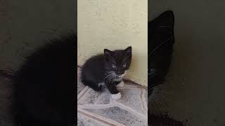 Kittens - 10th March 2023 | Part 5 - Saint Kitts, Caribbean Island #shorts