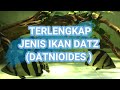 Jenis Ikan Predator Datz Tiger Fish Terlengkap