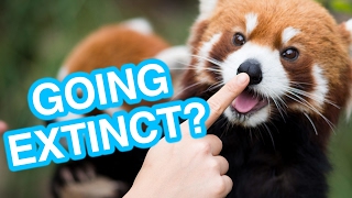 7 Cute Animals That Might Go Extinct