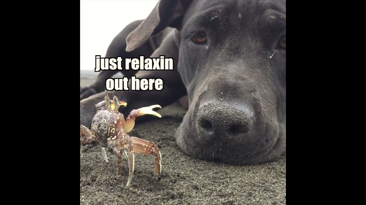 Dog vs Crab