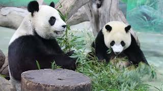 20211220 圓寶竹葉吃得好 繞著圓圓呷到飽(午餐) Giant Panda Yuan Yuan \u0026 Yuan Bao