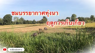 ชมบรรยากาศทุ่งนา ฤดูการเก็บเกี่ยวข้าว ที่จังหวัดศรีสะเกษ