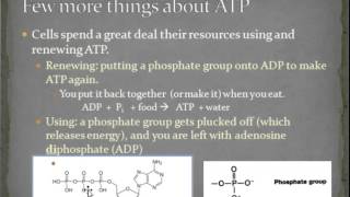 ATP Overview