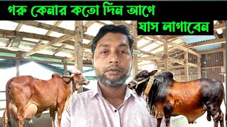 গরু কেনার কতো দিন আগে ঘাস লাগাবেন