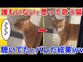 【2ch動物スレ】誰もいないと思って熱唱する猫→聴かれてたことを知った結果ｗｗｗｗｗ