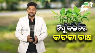 Banana Cultivation Process || କଦଳୀ ଚାଷର ସବୁଠାରୁ ଲାଭଦାୟକ ପ୍ରଣାଳୀ || Tissue Culture || Krushi Odisha