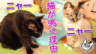 朝もニャー夜もニャージャンくんポンちゃんの甘え方【Jean \u0026 Pont 3306】2023/8/20　保護猫ジャンけんポン