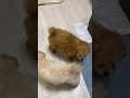 【犬まみれ　トイプードル】トイプードルブリーダー