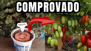 Melhor Forma de Plantar Tomate em Vaso - Como Plantar tomate