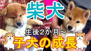 【柴犬の子犬の成長】柴犬は生後２か月ごろに耳が立つらしい