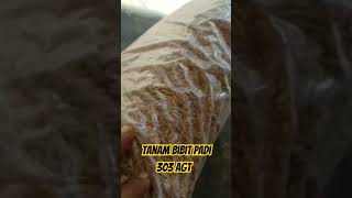 Tanam Bibit Padi 303 AGT #padi #petanipadi #aceh