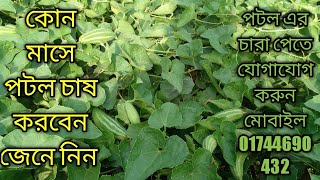 পটল চাষ এর জন্য জমি কিভাবে তৈরি করবেন এবং পটল চাষ করার জন্য সহজ পদ্ধতি। পটল#পটল#পটল