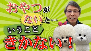 【犬のしつけ】おやつが無いという事をきかない【悩み相談ライブ切り抜き】