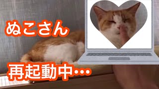 【DaiGo】ぬこさんの可愛いスイッチ🐈🐾【切り抜き】