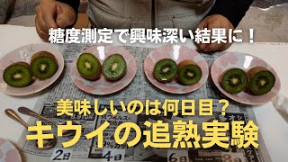 キウイ追熟実験【美味しいタイミングは何日目？】【王林】【糖度測定】2022年12月23日