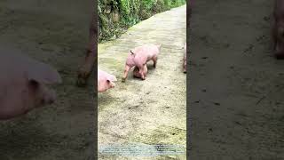 Modern Pig Farming: Scientific Assistance During Pregnancy