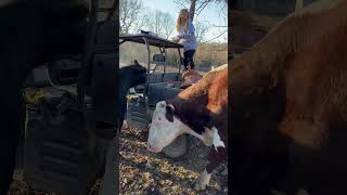 Rufus loves him some Cheerios #rufusthebull #cowfarm #redford