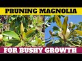 Prune Magnolia for Bushy Growth!