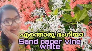 White Sandpaper vine plant care Tips | Petrea ഇതൊക്കെ കണ്ടിട്ടുണ്ടോ?