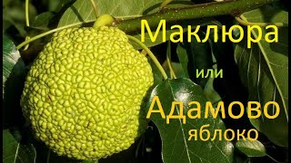 Адамово яблоко или Маклюра