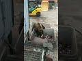 hungry bear raids bucket of fish shorts