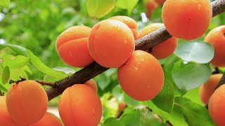 Awesome Apricot - Tips for Quick Germination of Apricot Seedlings