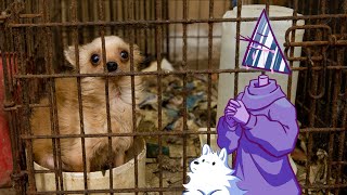 Puppy Mills are Pretending to be Reputable Breeders