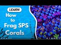 Learn how to Frag SPS Corals like a Pro!