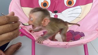 Most Impressive Baby Mato Open Super Big Mouth To Eat Banana From Mom Feeding