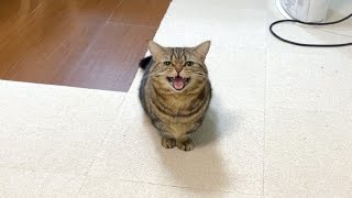 名前を呼ばれると嬉しそうに返事する猫