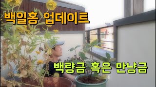 백일홍 업데이트 | 백량금 이거나 만냥금 이거나