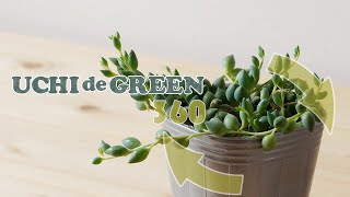 セネシオ属の多肉植物「ピーチネックレス」をご紹介します | UCHI de GREEN (ウチデグリーン）